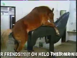 horse porn video