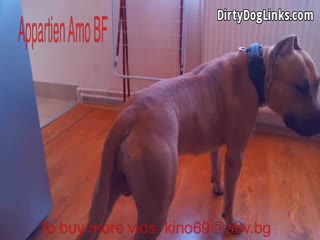 Unbelievable: 100% Homemade Dog Sex with Wet Bulgarian Girl - Free Zoo Porn Dog  & Animal Video - FREE!