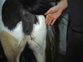 The Most Shocking Video You'll Ever See: Man Fingers Up Her Ass Pony Free Zoo Sex Video - Watch Now!