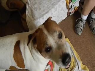 Free zoo sex videos of men and women being made to sex with animals include a lusty girl with a large ass being fucked by her dog.